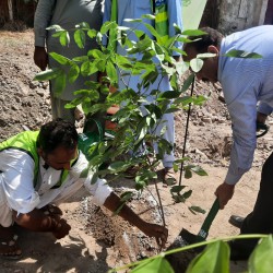 PHA Bahawalpur, Tree Plantation 2022